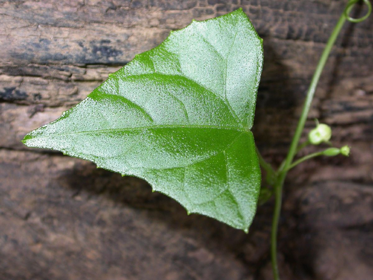 Cucurbitaceae Melothria 