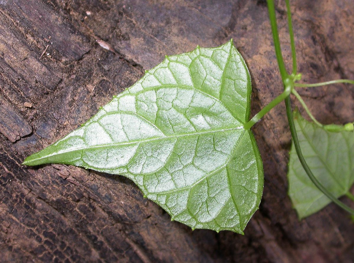 Cucurbitaceae Melothria 