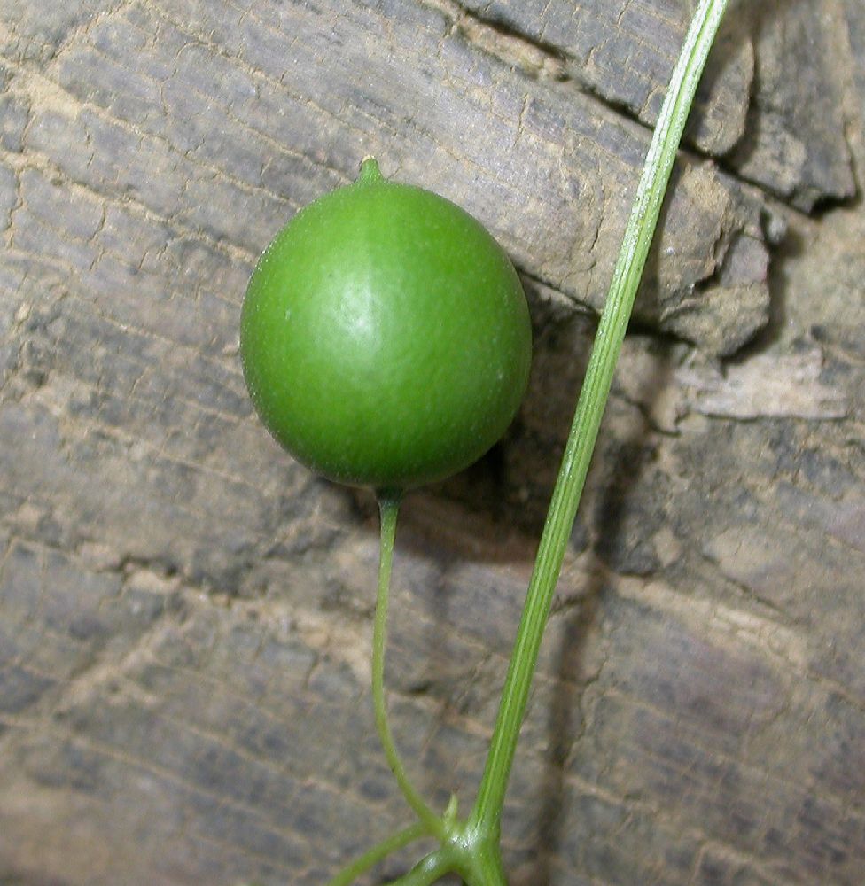 Cucurbitaceae Melothria 