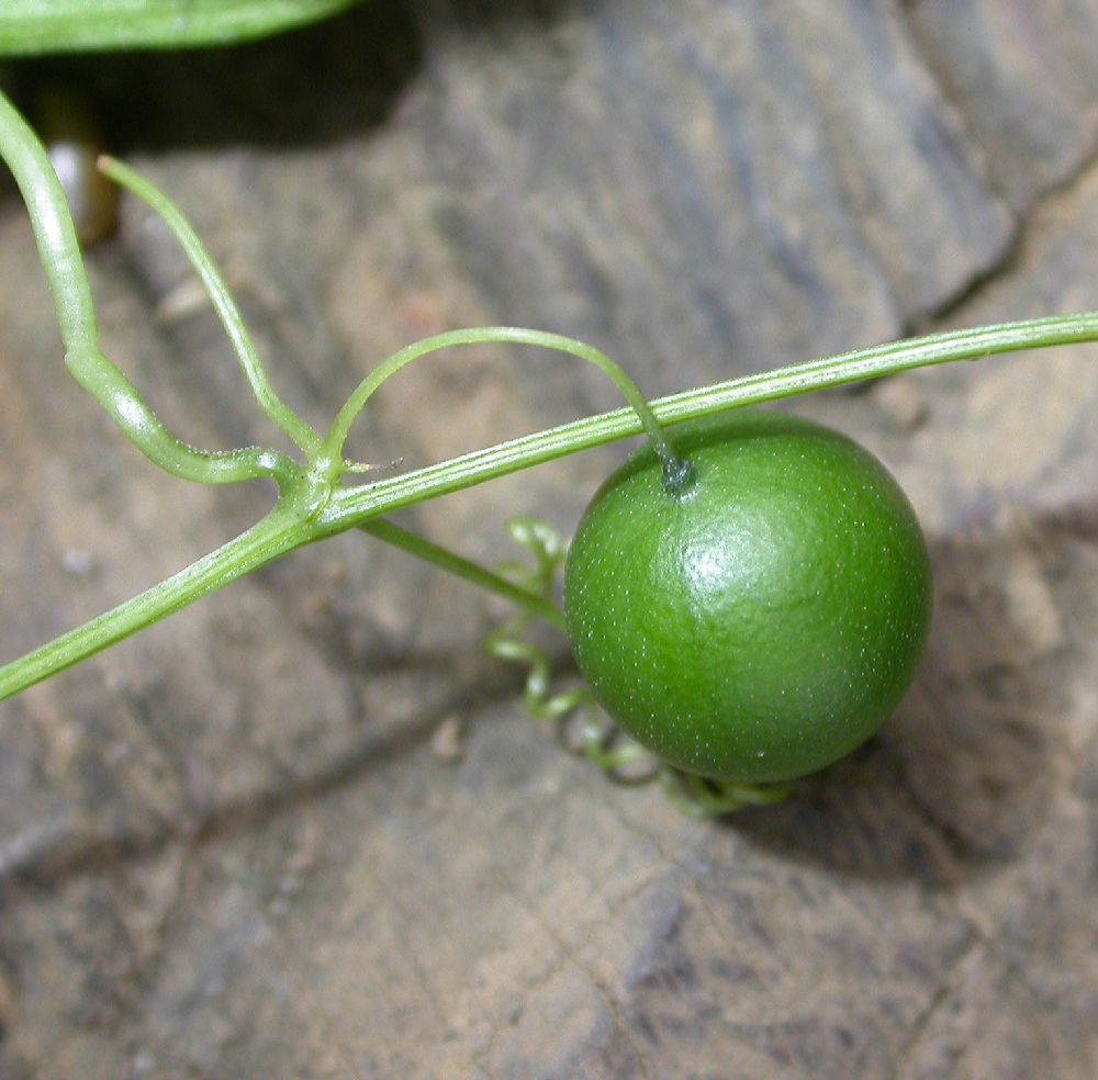 Cucurbitaceae Melothria 