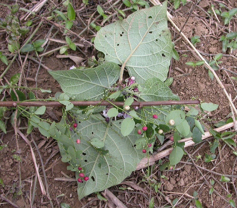 Phyllanthaceae Phyllanthus 