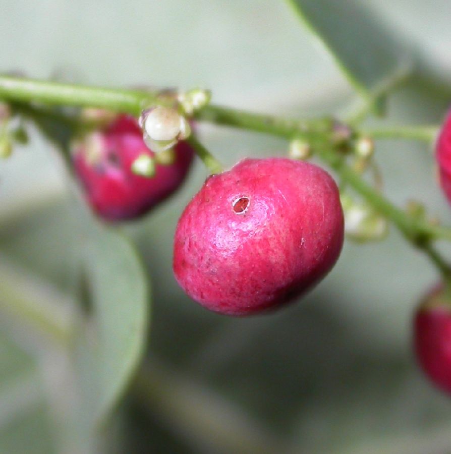 Phyllanthaceae Phyllanthus 
