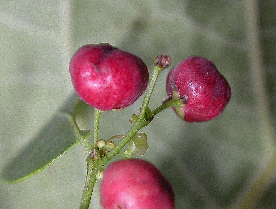 Phyllanthaceae Phyllanthus 