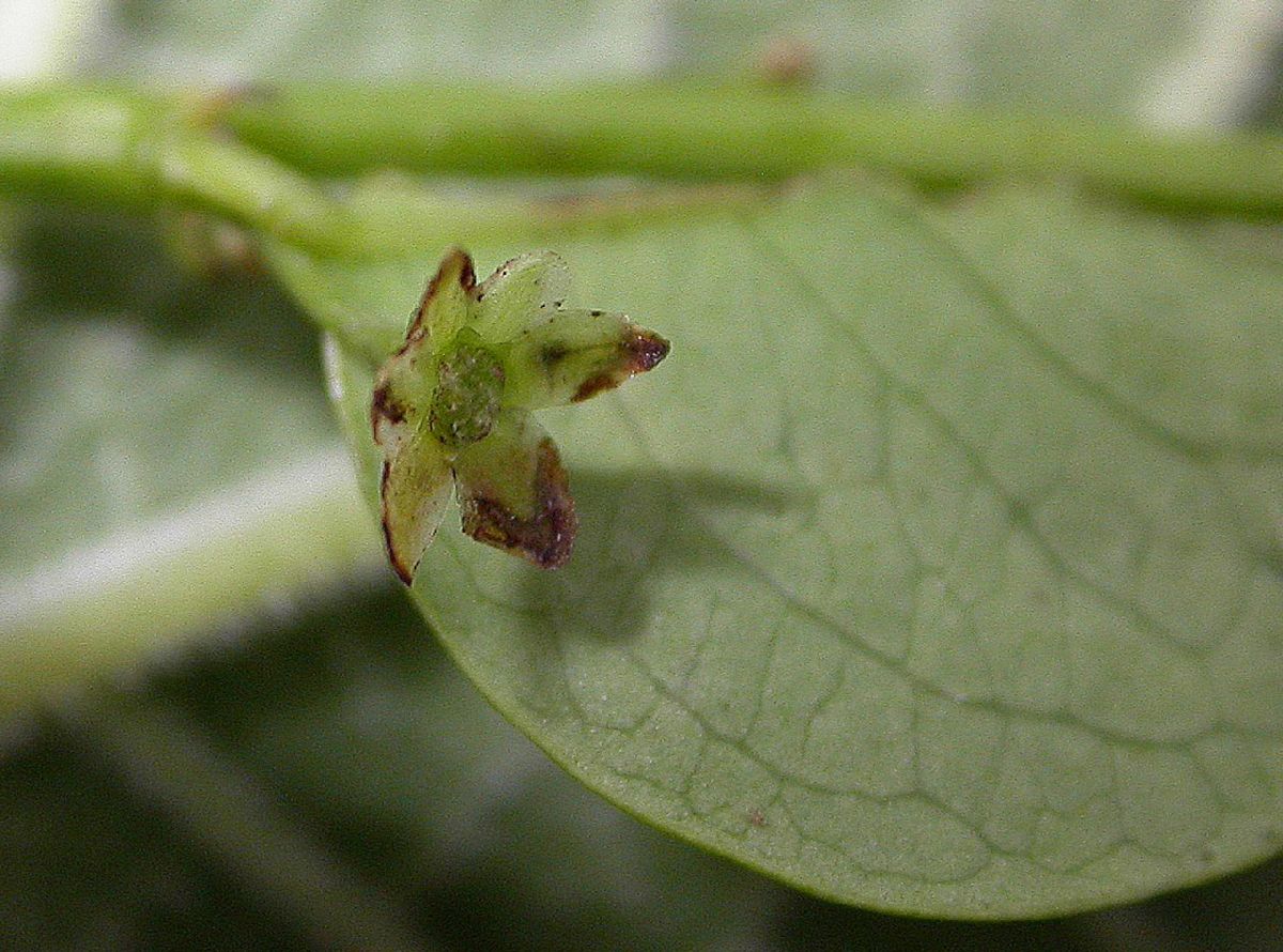 Phyllanthaceae Phyllanthus 