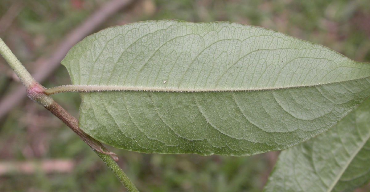 Polygonaceae Polygonum plebejum