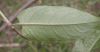 image of Polygonum plebejum