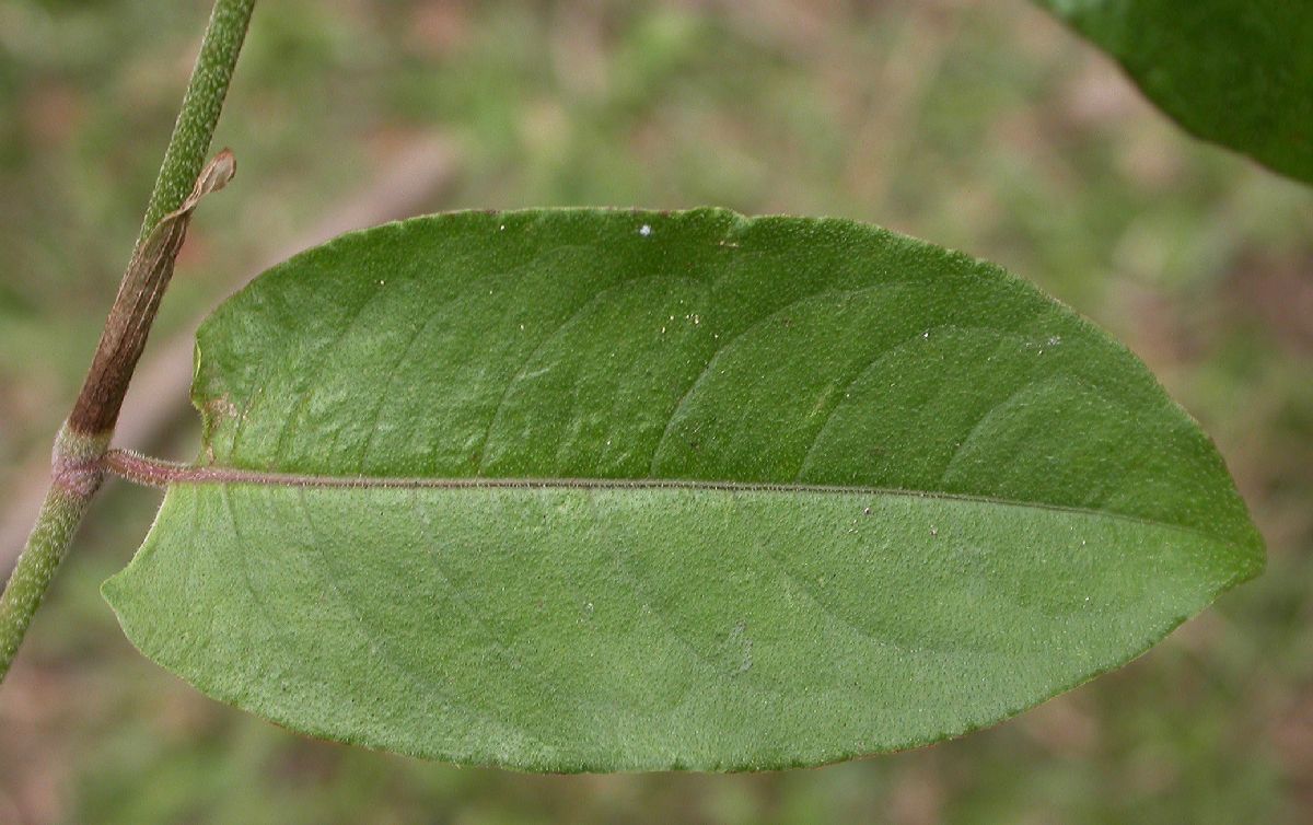 Polygonaceae Polygonum plebejum