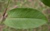image of Polygonum plebejum