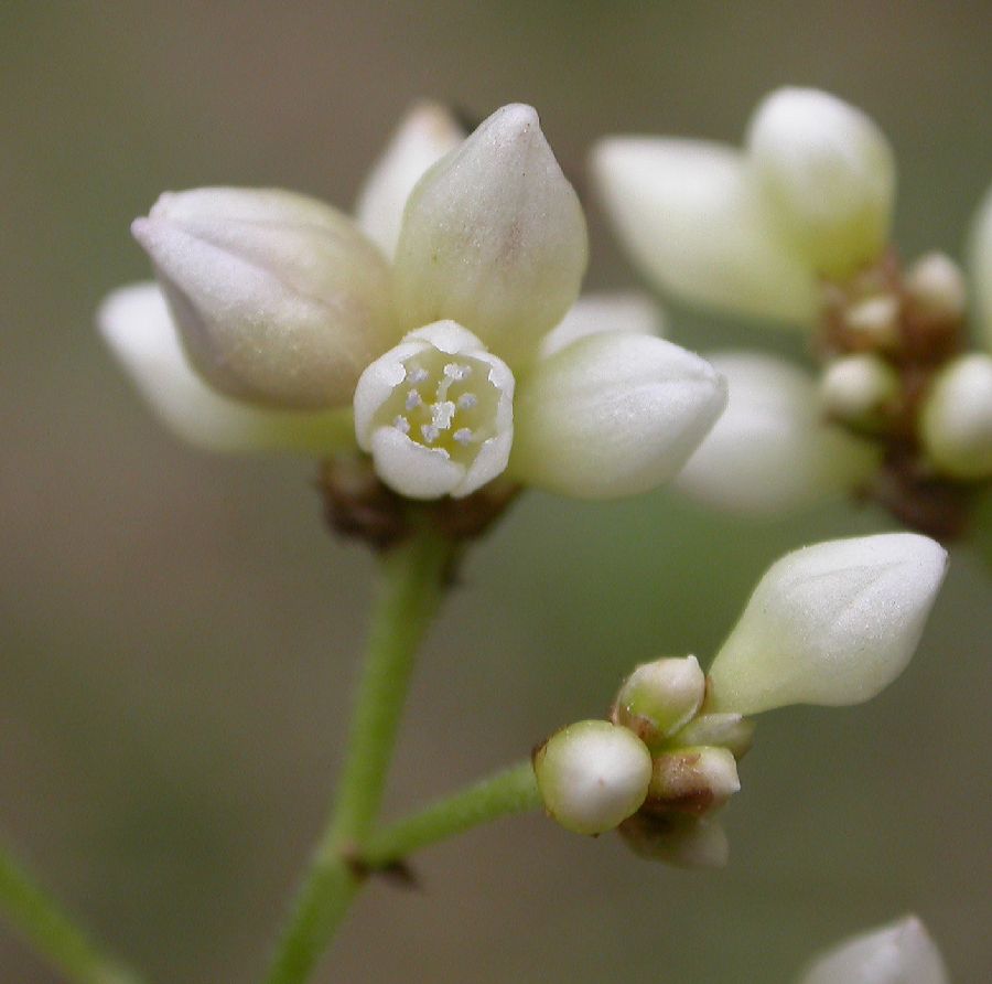 Polygonaceae Polygonum plebejum