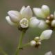 image of Polygonum plebejum