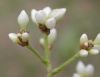 image of Polygonum plebejum