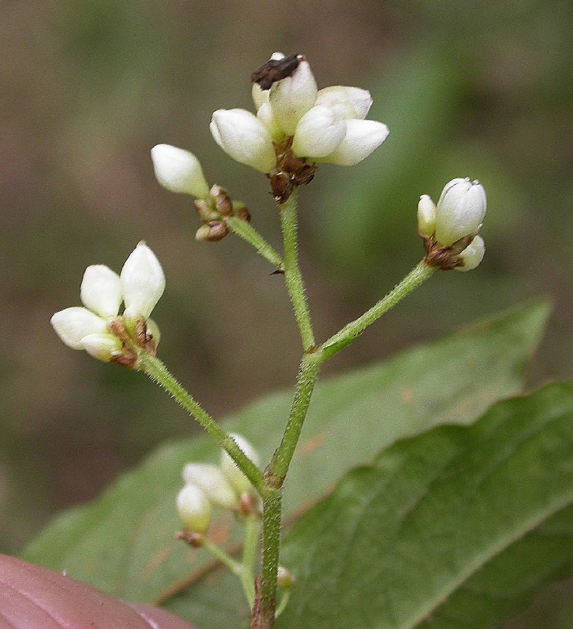 Polygonaceae Polygonum plebejum