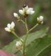 image of Polygonum plebejum