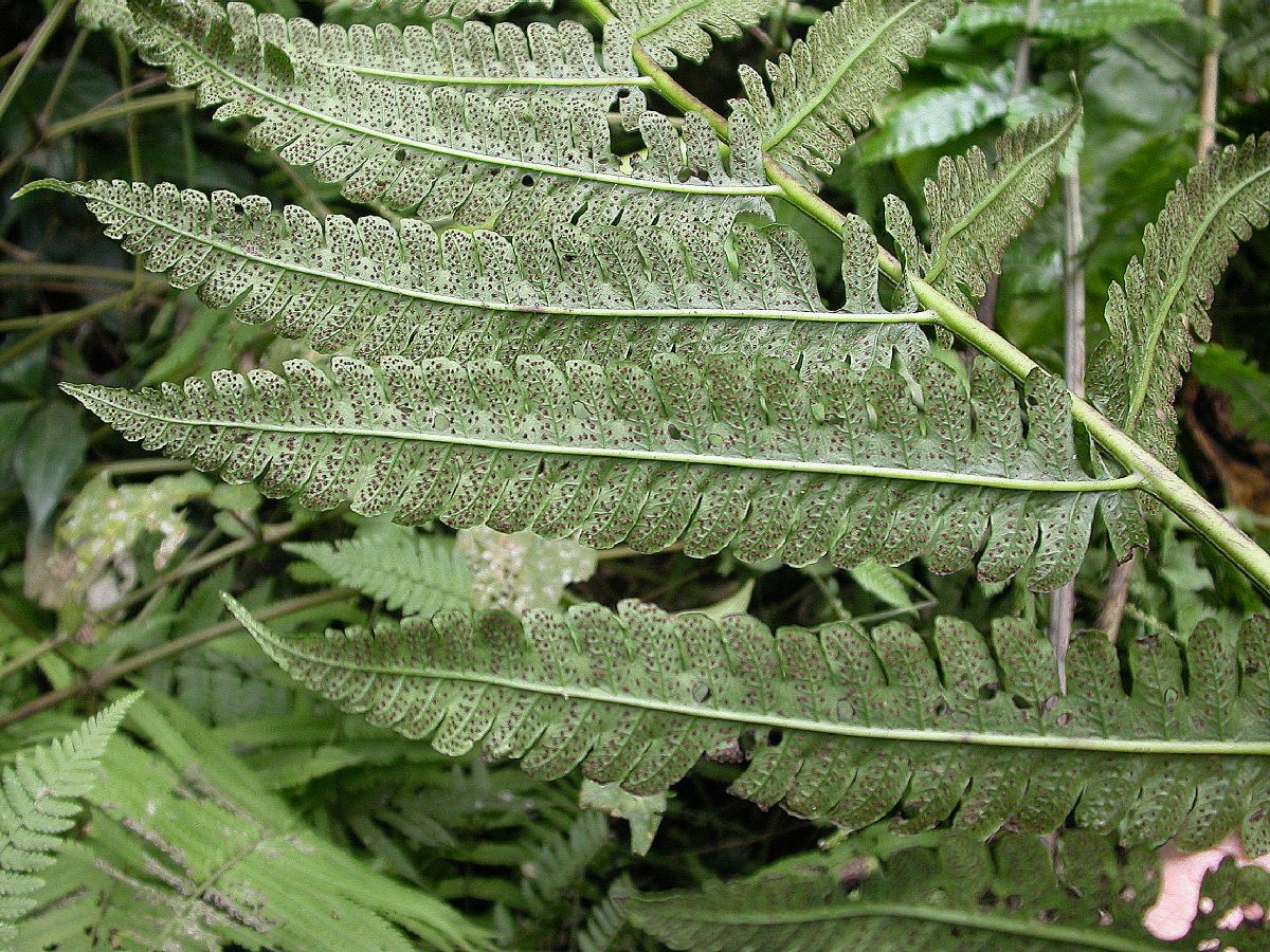 Dryopteridaceae Ctenitis 