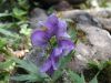 image of Aconitum orientale