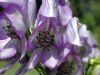 image of Aconitum orientale