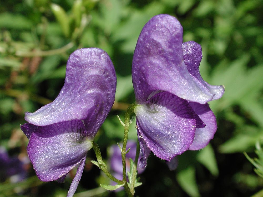 Ranunculaceae Aconitum orientale