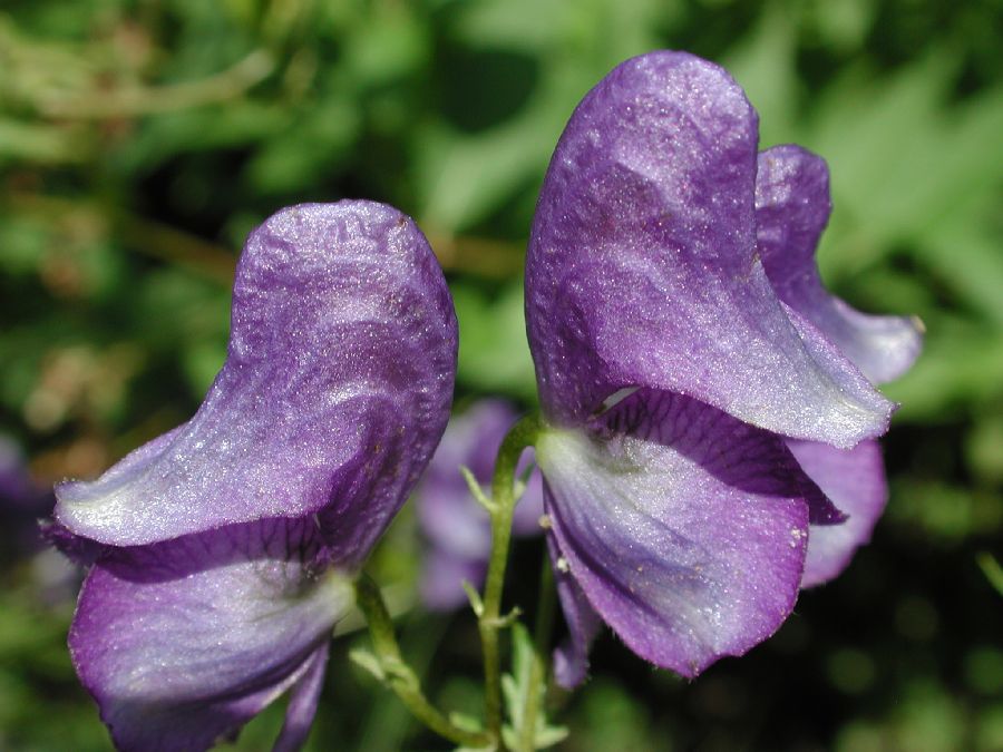 Ranunculaceae Aconitum orientale
