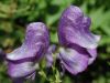 image of Aconitum orientale