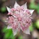 image of Astrantia maxima