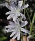 image of Cichorium intybus