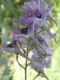 image of Delphinium caucasicum