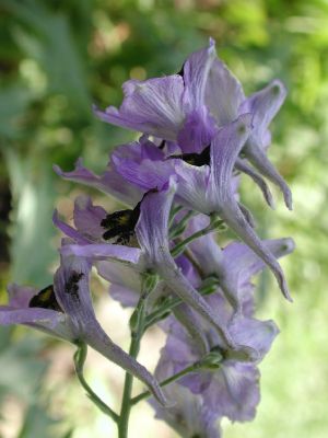 Ranunculaceae Delphinium caucasicum