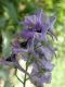 image of Delphinium caucasicum