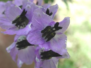 Ranunculaceae Delphinium caucasicum