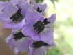 image of Delphinium caucasicum