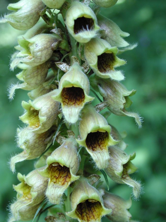 Plantaginaceae Digitalis ferruginea