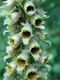 image of Digitalis ferruginea