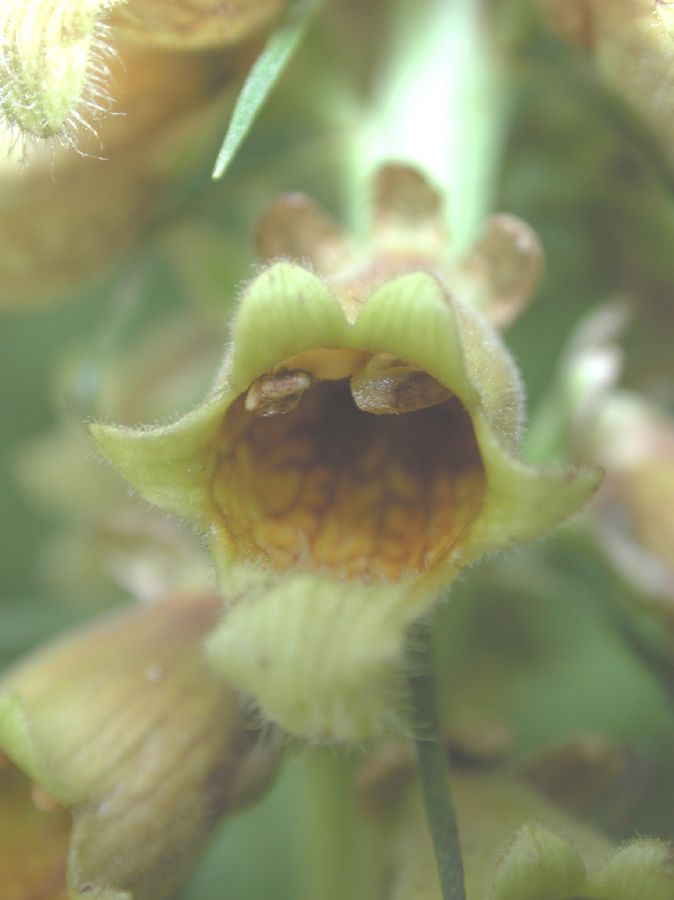 Plantaginaceae Digitalis ferruginea