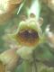 image of Digitalis ferruginea