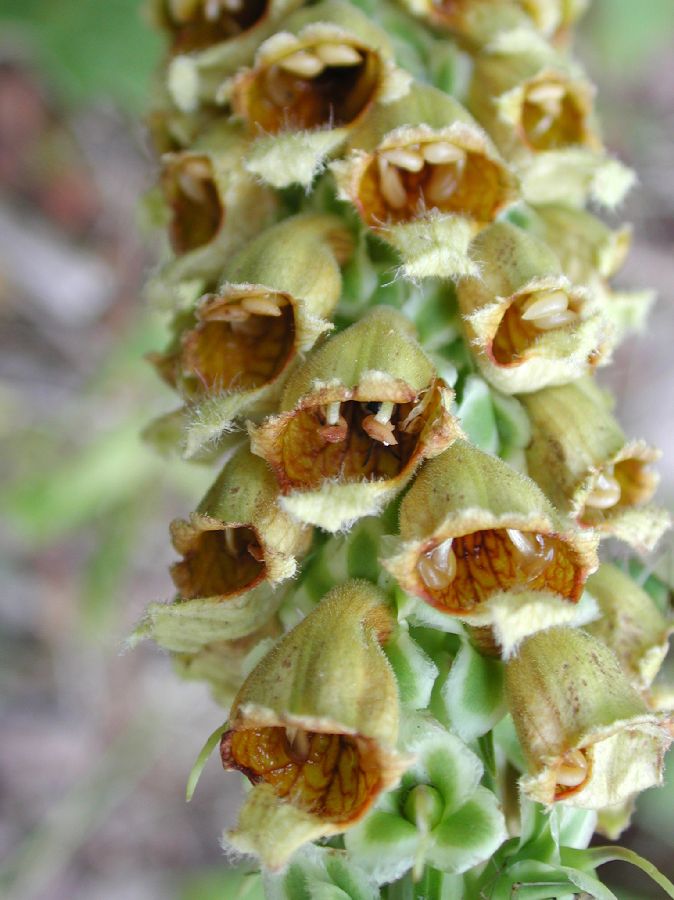 Plantaginaceae Digitalis ferruginea