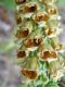 image of Digitalis ferruginea