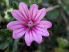 image of Malva neglecta