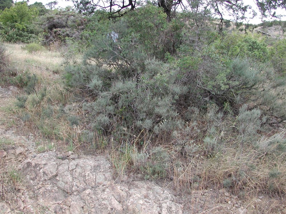 Cupressaceae Juniperus polycarpa