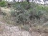 image of Juniperus polycarpa