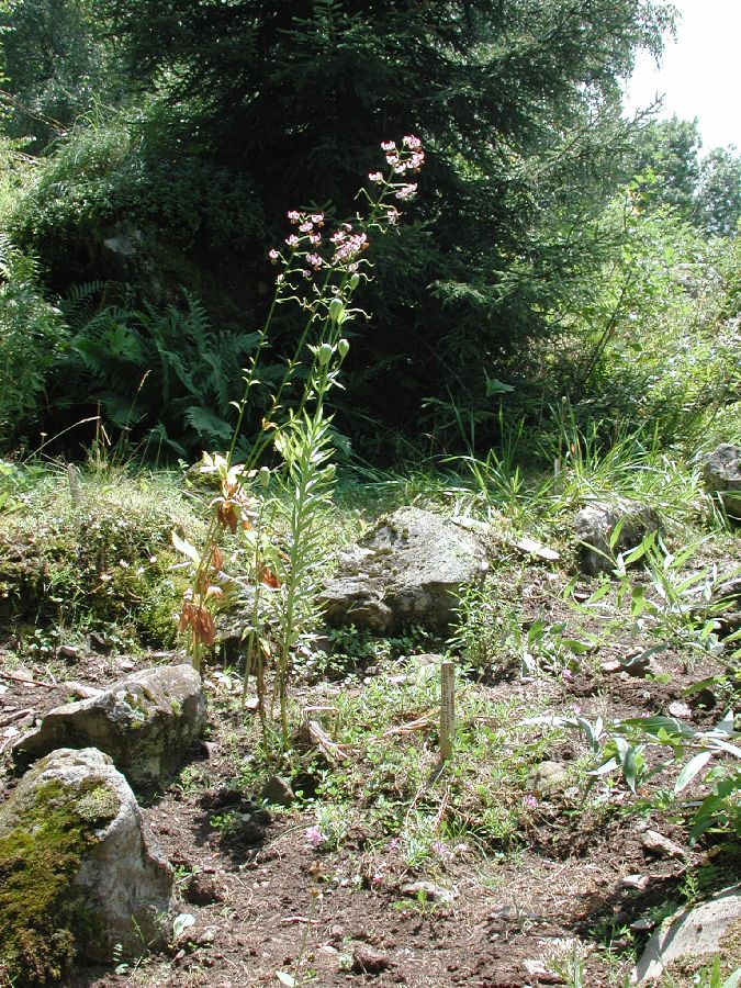 Liliaceae Lilium szovitsianum