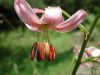 image of Lilium szovitsianum