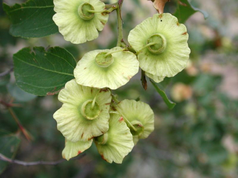 Rhamnaceae Paliurus spina-christi