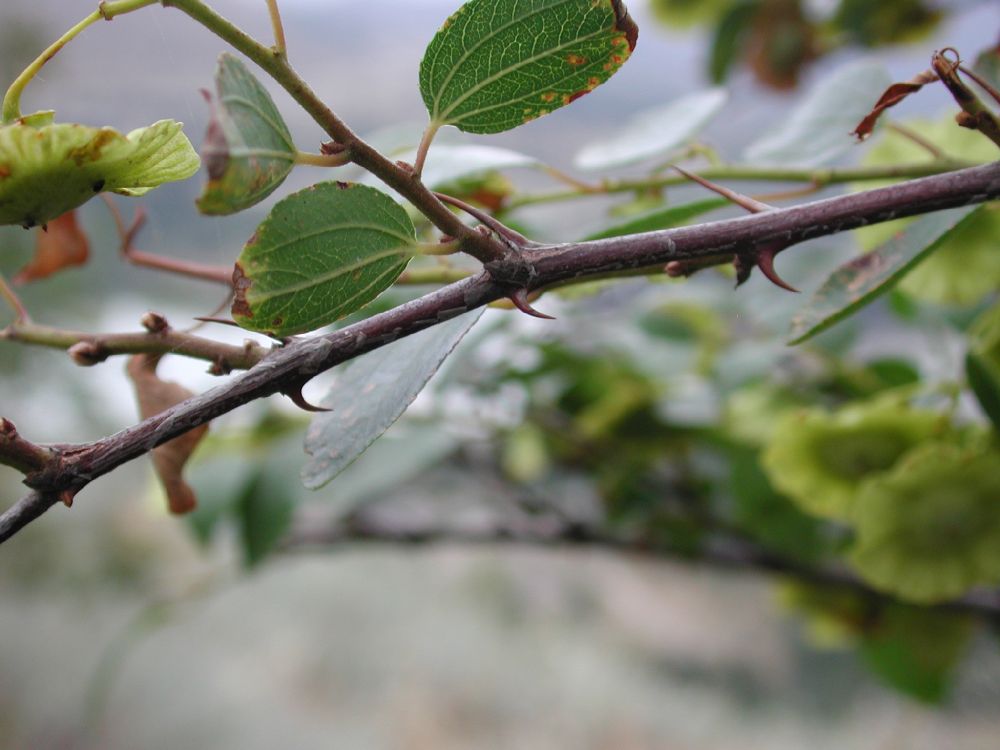 Rhamnaceae Paliurus spina-christi