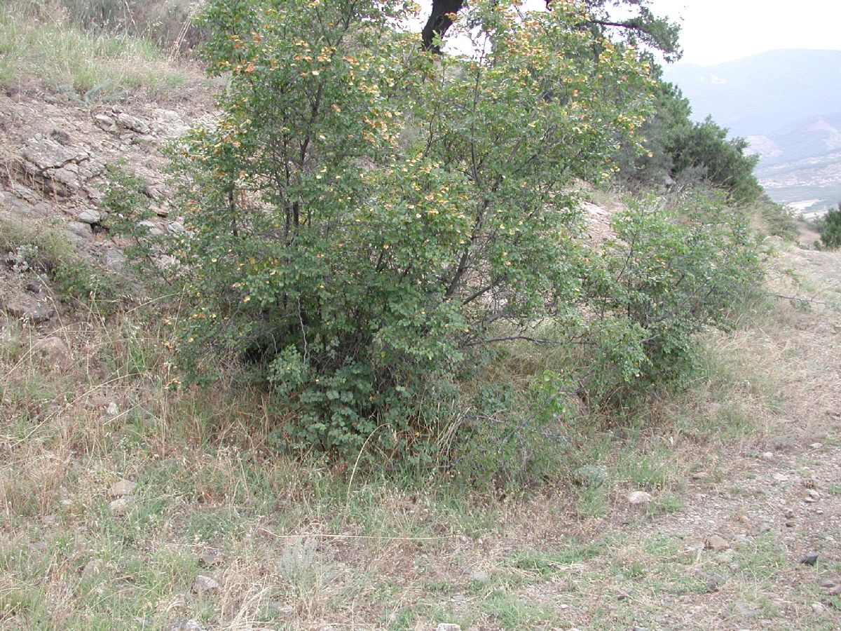 Rhamnaceae Paliurus spina-christi