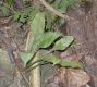 image of Asplenium 