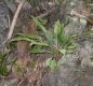 image of Asplenium 