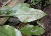image of Asplenium 