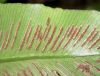 image of Asplenium 