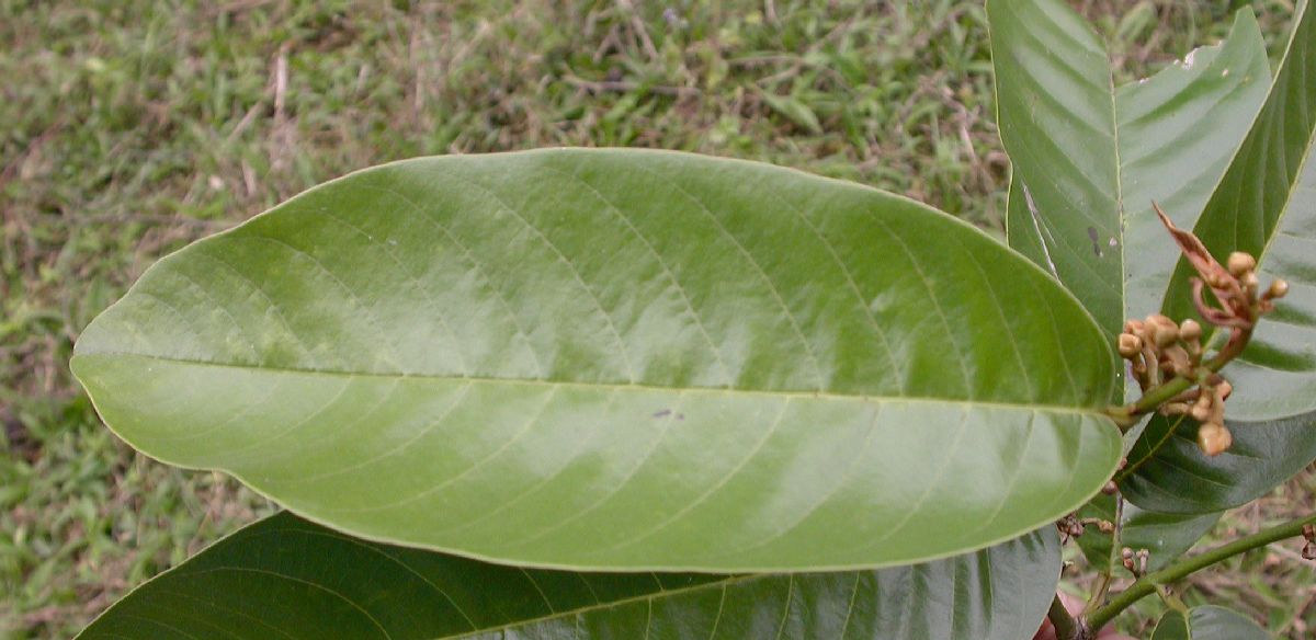Annonaceae Fissistigma 
