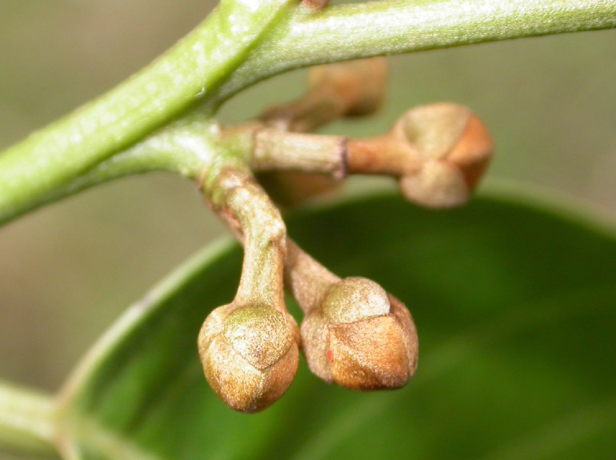 Annonaceae Fissistigma 